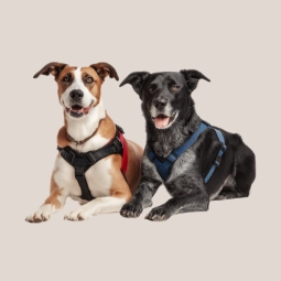 Category image: Pet Collars & Harnesses